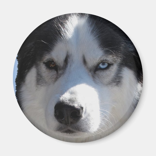Husky Fridge Magnet Alaskan Sled Dog Magnet / Gift (Front)