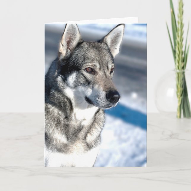 Husky in Snow Greeting Card (Front)