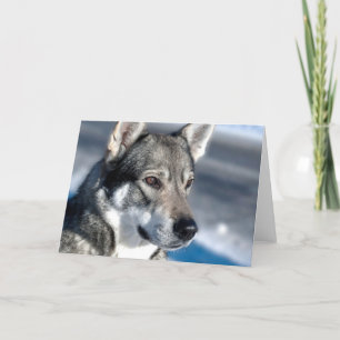 Husky in Snow Note Card