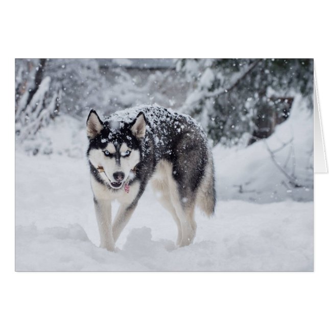 Husky in the snow (Front Horizontal)