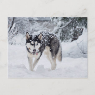 Husky in the snow postcard