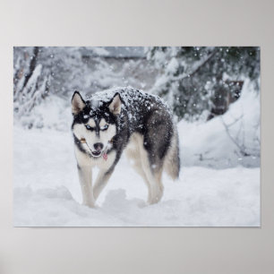 Husky in the snow poster