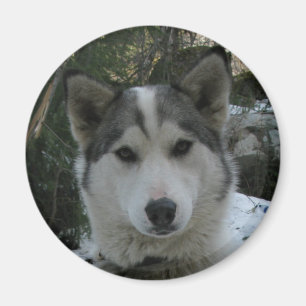 husky magnet