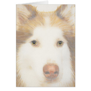 Husky Malamute card, sled dog