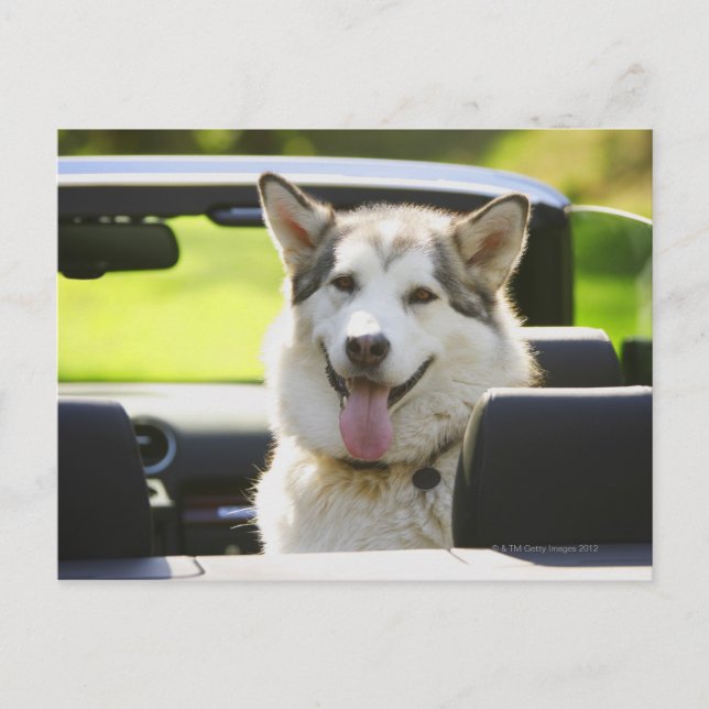 Husky on a Ride Postcard (Front)