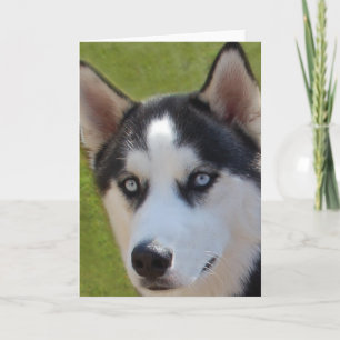 Husky photo Greeting Card