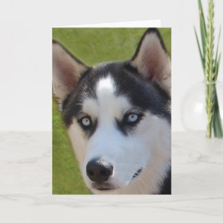 Husky photo Greeting Card
