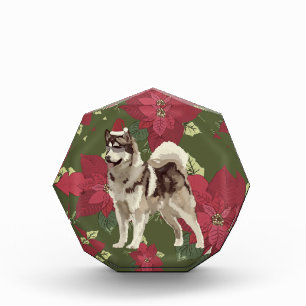 Husky, Poinsettia Flowers Photo Block