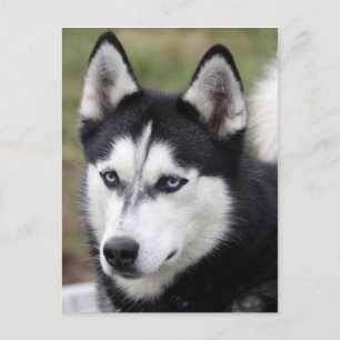 husky postcard