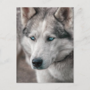 Husky Postcard