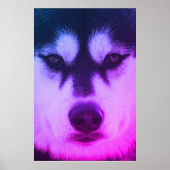 Husky Poster (Front)