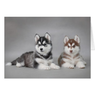 Husky puppies