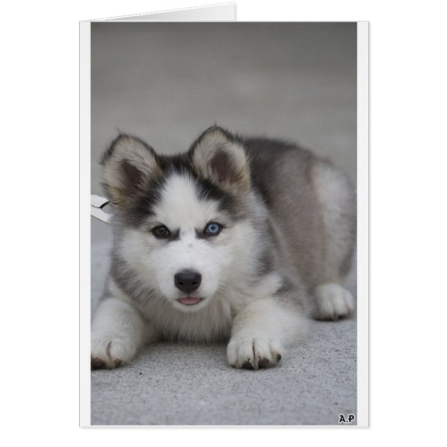 Husky Puppy (Front)