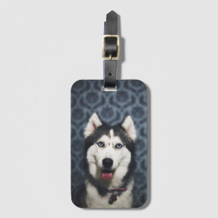 Husky Puppy Posing with a Dark Bakground Luggage Tag
