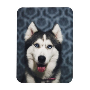 Husky Puppy Posing with a Dark Bakground Magnet
