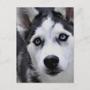 Husky Puppy Postcard