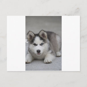 Husky Puppy Postcard