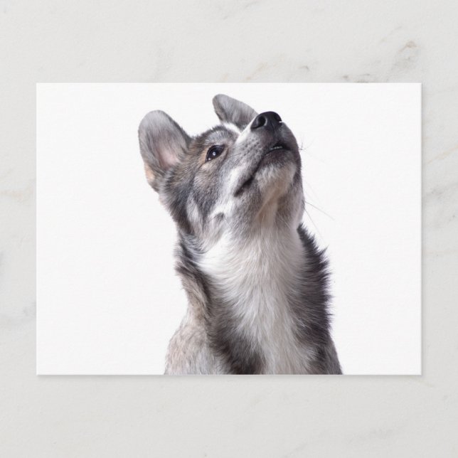 Husky puppy postcard (Front)