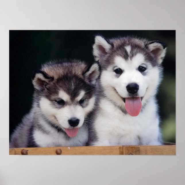 Husky Puppy Poster (Front)