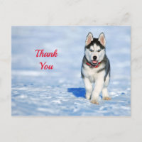 Husky Puppy Snow Photo Thank You