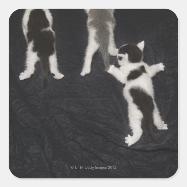 Husky Puppy Square Sticker (Front)