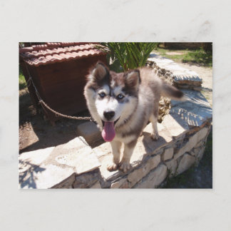 Husky Sam Postcard