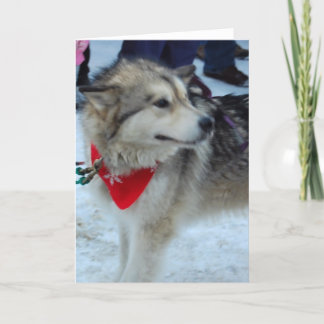 Husky Sled Dog Holiday Card