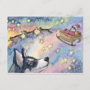 Husky Sleigh Dogs Postcard