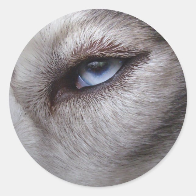 Husky Stickers Siberian Husky Malamute Stickers (Front)