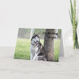 Husky Thinking of You Greeting Card
