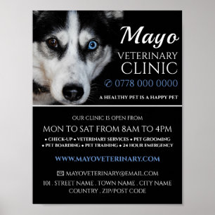 Husky, Veterinarian, Veterinary Service Advert Poster