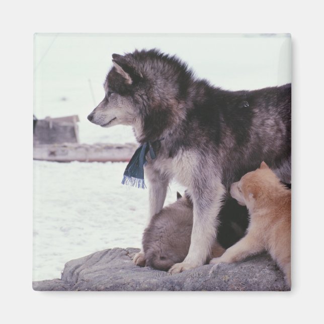 Husky with litter of pups magnet (Front)