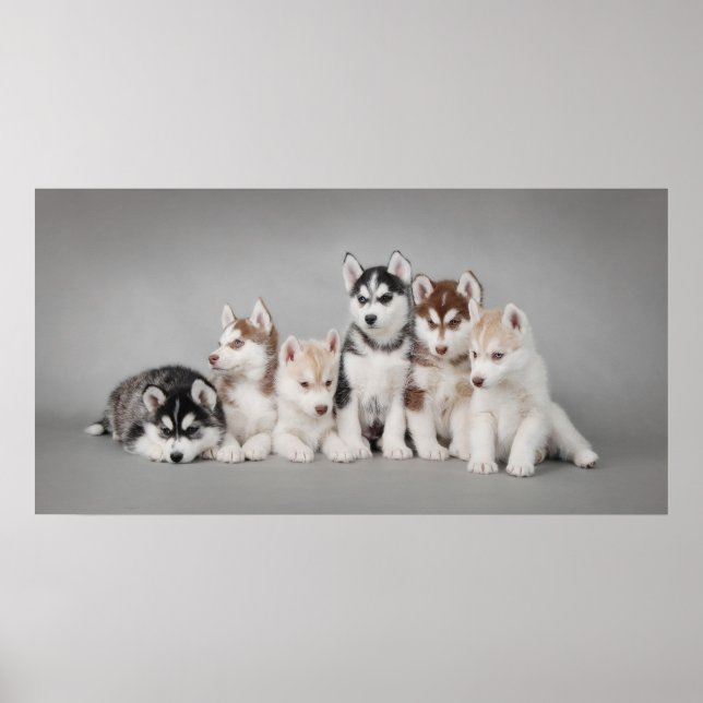 Huskys Poster (Front)