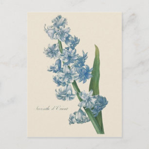 Hyacinth Blue Flower Illustration Postcard