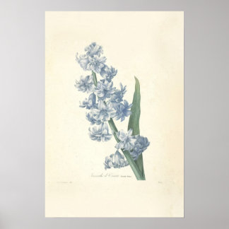 Hyacinth Canvas Print