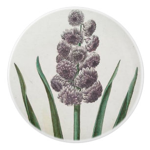 Hyacinth Ceramic Knob