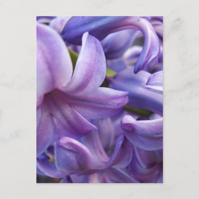 Hyacinth Flowers Postcard (Front)