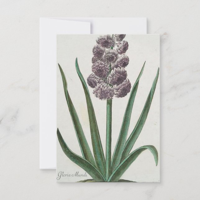 Hyacinth (Gloria Mundi) Invitation (Front)