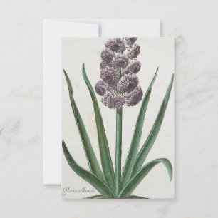 Hyacinth (Gloria Mundi) Invitation