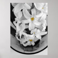 hyacinth in black and white