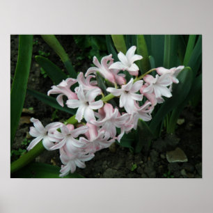 Hyacinth in Bloom Print