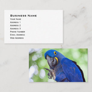 Hyacinth Macaw Bird Business Card