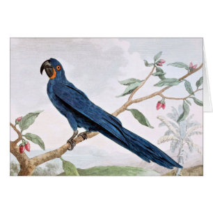 Hyacinth Macaw Bird Drawing