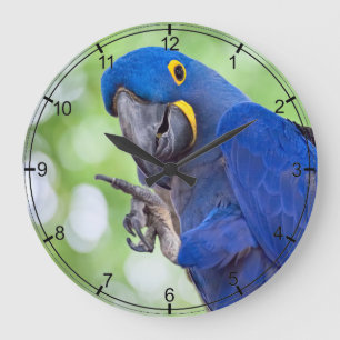 Hyacinth Macaw Bird Large Clock
