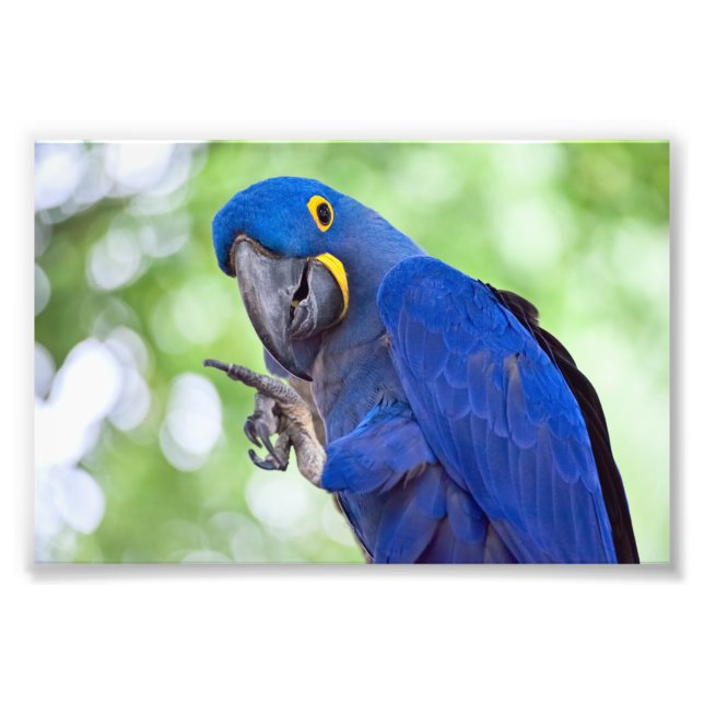Hyacinth Macaw Bird Photo Print (Front)