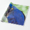 Hyacinth Macaw Bird