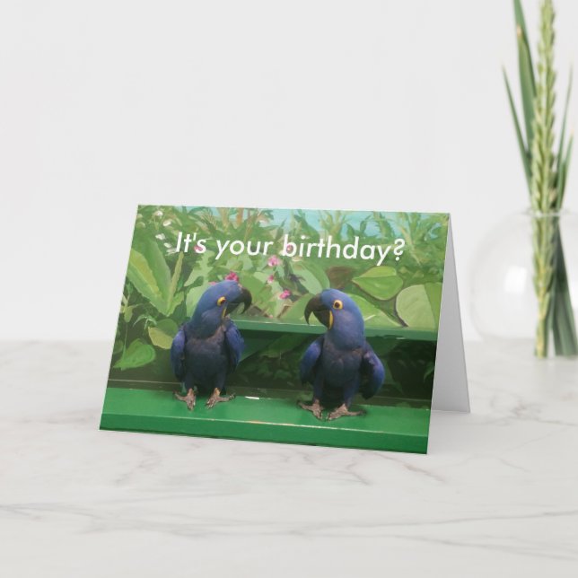 Hyacinth Macaw Birthday Card (Front)