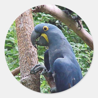 Hyacinth Macaw Classic Round Sticker