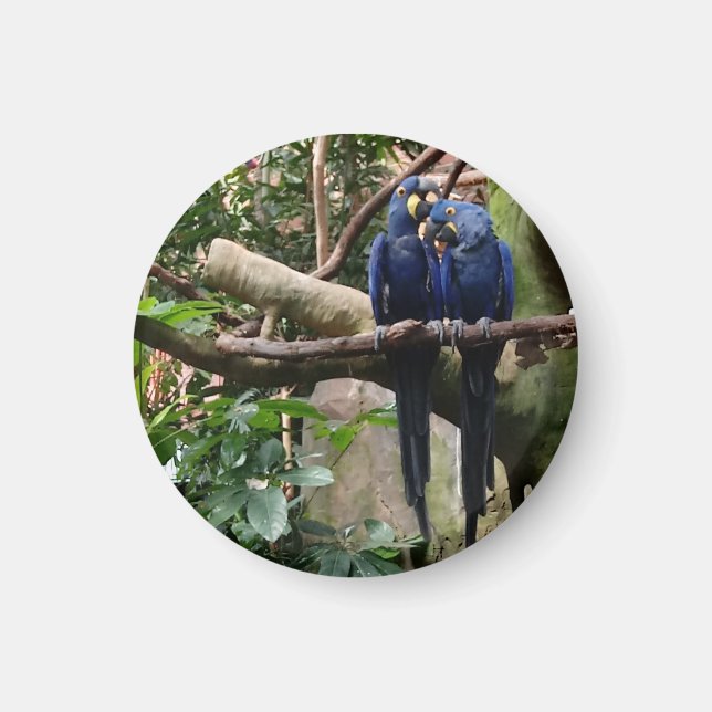 Hyacinth Macaw Magnet (Front)