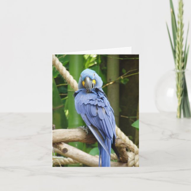 Hyacinth Macaw Notecard (Front)